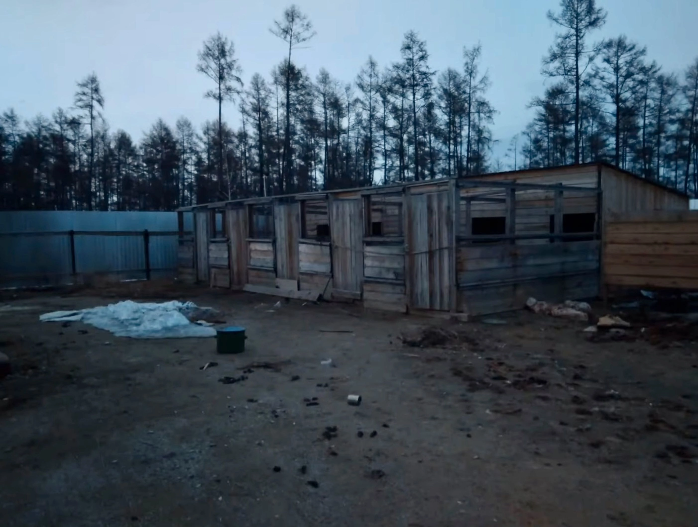 The animal pound in Pokrovsk in the summer